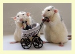 19Funny_rat_pictures_3.jpg